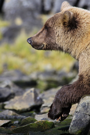 An Essay About A Great Bear bearfishwatch1 – Alaska Bears & Wolves
