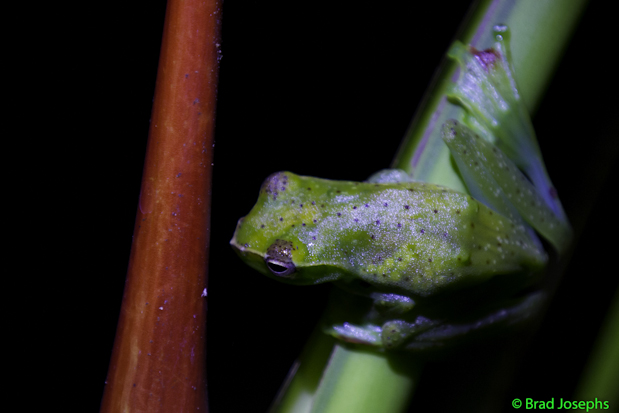 Rhacophorus dulitensis, jade tree frog, danum valley, borneo, frog pictures