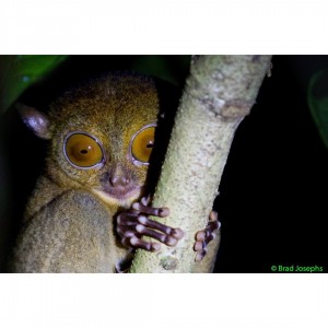 tarsier image borneo
