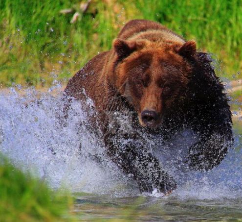 bear charges group of tourists, Alaska, bear attack, grizzly