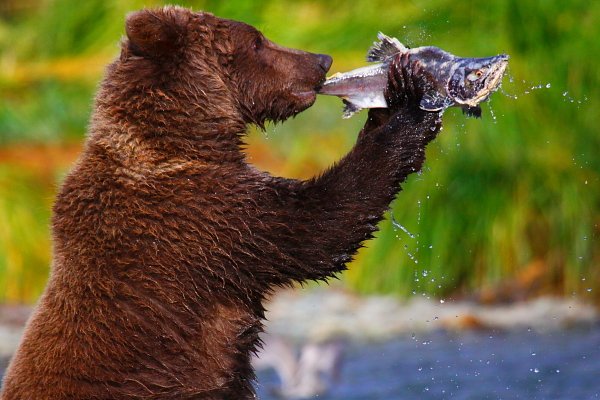 Of Bears and Salmon, the Vital Connection