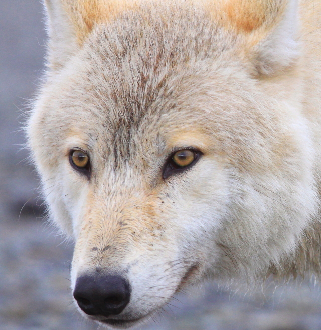 alaska wolf image