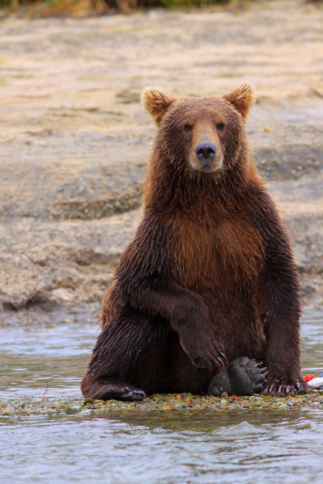 bear viewing, image, picture, alaska