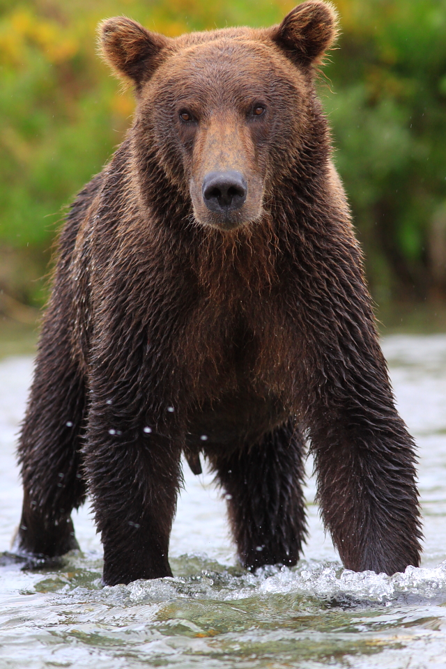 picture of grizzly, brad josephs, nathab