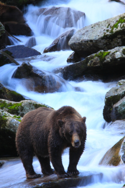 brown bear waterfall, katmai,