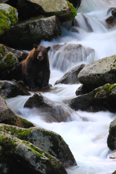 grizzly waterfall, Brad Josephs, picture