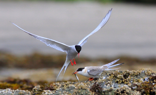 arctic tern feeding chicks, brad josephs