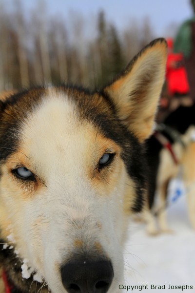 lead dog, racing, alaska, sled dog, husky, yukon quest, iditirod