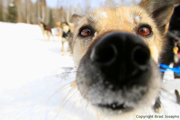 sled dogs, alaska