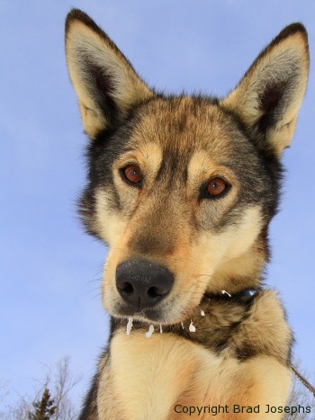 sled dog, husky, alaska
