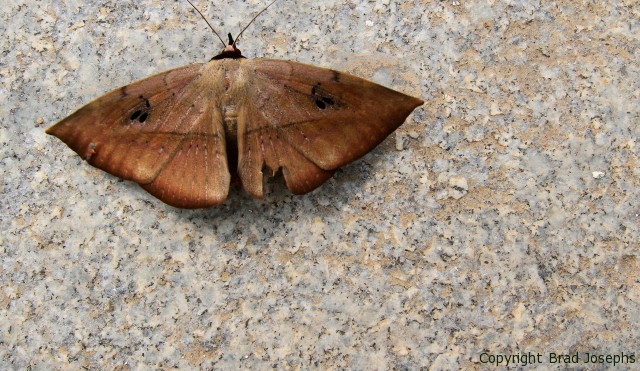 chinese moth image, 