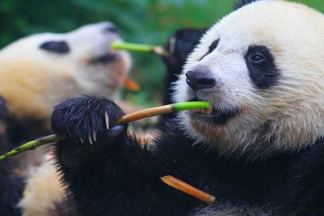brad josephs, natural habitat adventures, world wildlife fund, panda conservation