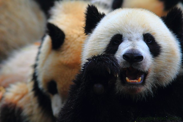 images of chinese pandas. panda park, breeding center, chengdu