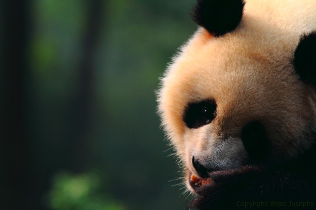 photo of panda, image of giant panda, china, wwf, natural habitat