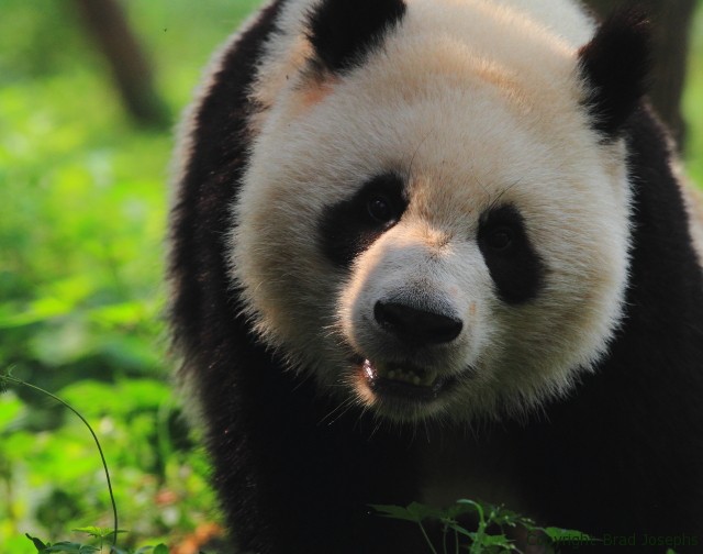 panda viewing, photography, natural habitat, photo expeditions, Brad josephs
