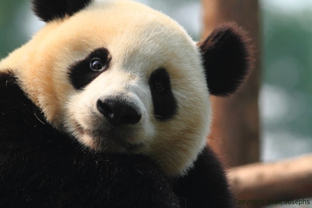 pictures of pandas