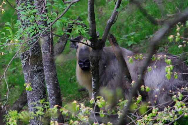 image of takin, china, natural habitat adventures