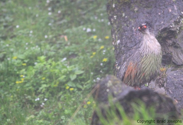 chinese blood pheasant, image, image, brad josephs, nha