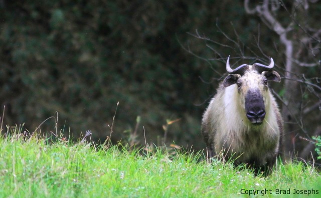 photo of sichuan takin, golden takin, brad josephs, natural habitat adventures, china wildlife tours