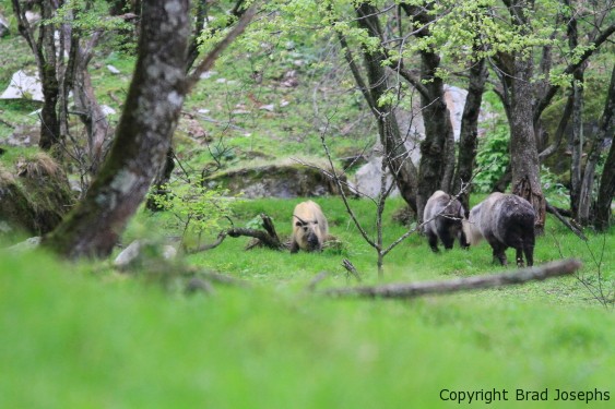 golden takin, taxicolor, china, sichuan takin, 