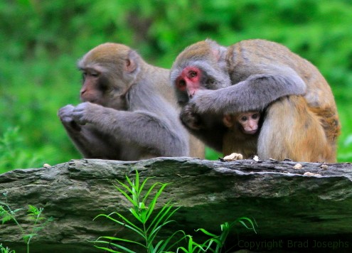 brad josephs, rheesus macaques, china