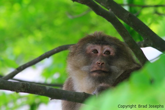 nature reserve china, wildlife tours, chinese, brad josephs