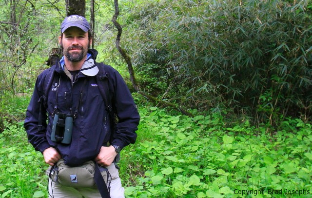 tracking wild pandas, giant panda habitat, panda conservation, wwf, brad josephs, 