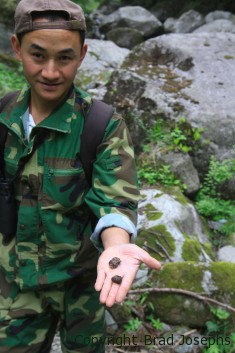 wild golden monkey scat