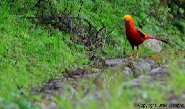 chinese golden pheasant in the wild