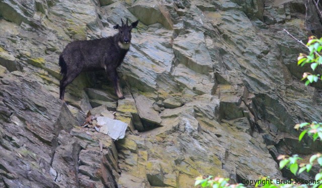 image of black serow in sichuan, china, mainland soral, image picture