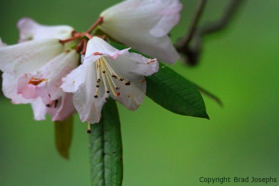 image photo picture, blooming rhododendron