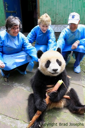 panda, bifengxia, playing with a baby panda
