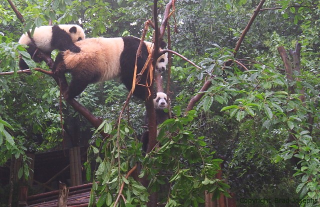 mother panda and cubs playing in a tree, images of pandas, pictures of panda cubs