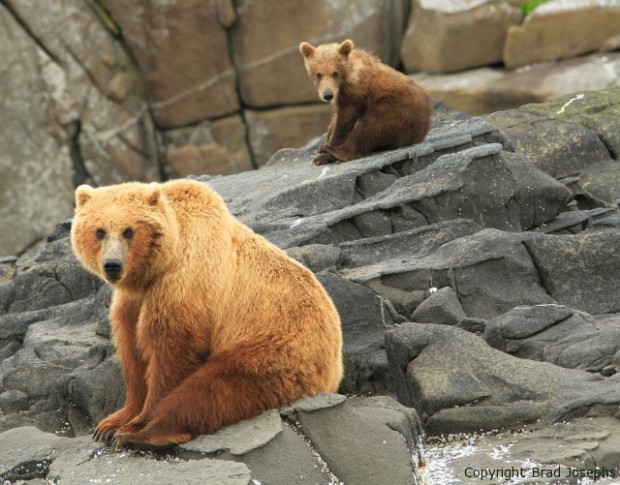 mom and spring cub, grizzly