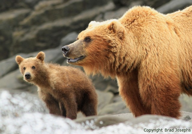 bbc, katmai, grizzly and cub. bear viewing, katmai national park