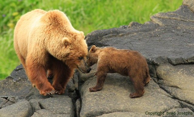 pushki and parsnip, alaska bear viewing, katmai