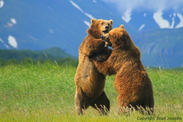 sparring grizzlies, image, picture of bears fighting, photo of grizzlies