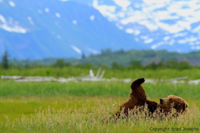 image of alaska bear doing yoga