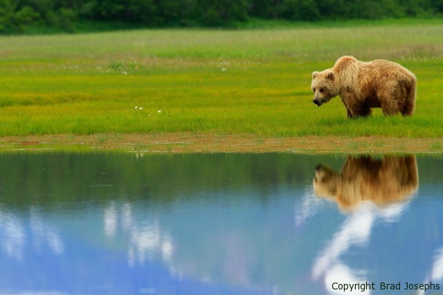 image of grizzly, alaska bear viewing
