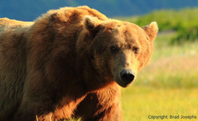 picture of brown bear boar