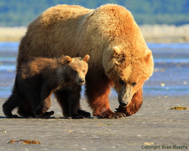 bear digging clams, mom and cub