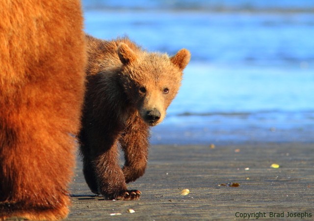 gizzly bear digging clams, image, picture 