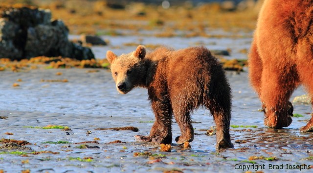 spring cub grizzly image, portrait, brown bear