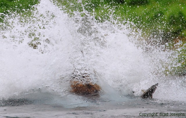 grizzly attack salmon, denali park, katmai park, alaska, image, picture