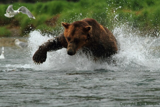 fishing grizzly alaska image, kodiak, katmai bear viewing