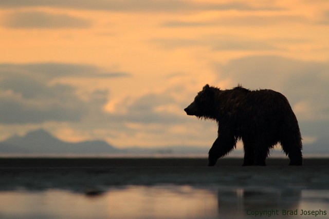 backlit grizzly image, 