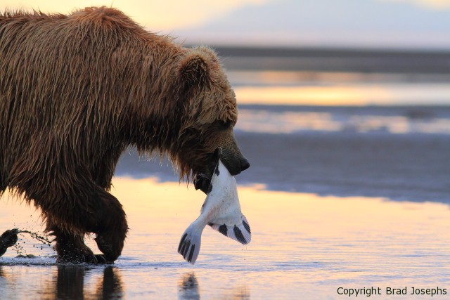 Grizzly brings a flounder to the beach, brad josephs image of bears, alaska