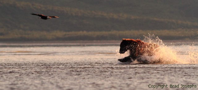 grizzly and eagle photography alaska, katmai, bear viewing, brad josephs