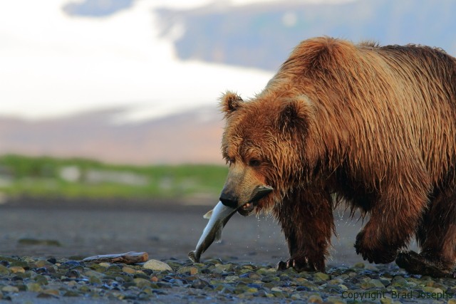 grizzly eats salmon at the base of hallo glacier