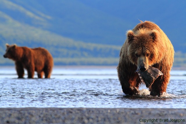grizzly catches starry flounder in the surf, alaska, alaska grizzly image